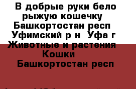 В добрые руки бело-рыжую кошечку - Башкортостан респ., Уфимский р-н, Уфа г. Животные и растения » Кошки   . Башкортостан респ.